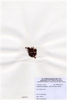 藏品(縱胞藻)的圖片